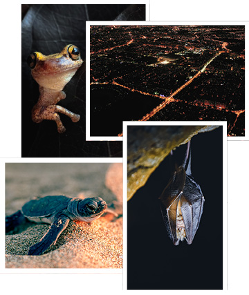AMBER-Urban-environment-nocturnal-fauna